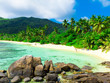 Shore Jungle Palms
