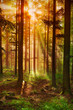 Forêt féérique