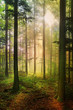 Forêt féérique