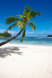palmier mer vacances