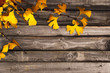 Feuillage en automne, fond bois