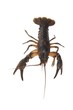 Photo: big crayfish big crayfish