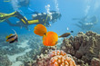 Divers on the coral reef
