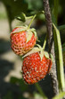 strawberries in the garden strawberries in the garden