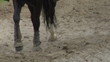 Video: horse reach close-up 01 horse reach close-up 01