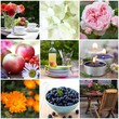 Foto: Summer garden collection Summer garden collection