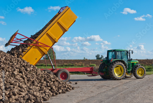 Photo: A tipper dumps a load of harvested sugar beets at a pile. A tipper dumps a load of harvested sugar beets at a pile.