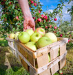 frisches obst