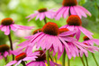 echinacea flowers