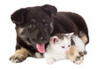 puppy and kitten