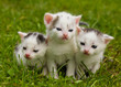 black and white kittens