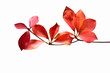 fallen_leaves_001