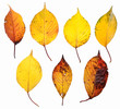 fallen_leaves_133