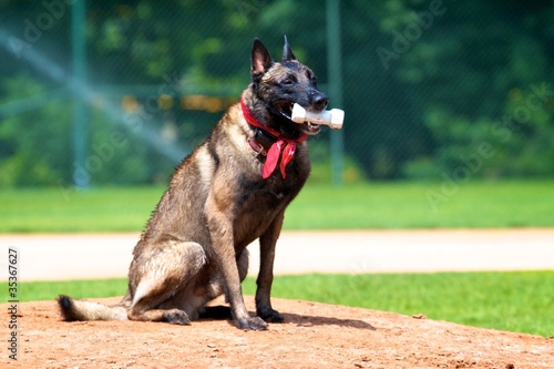 Photo: Obedience Training Obedience Training
