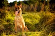 Belgian Malnois Portrait