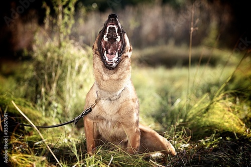 Photo: Barking Malinois Barking Malinois