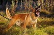 Barking Belgian Malinois
