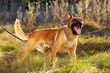 Standing Belgian Malinois