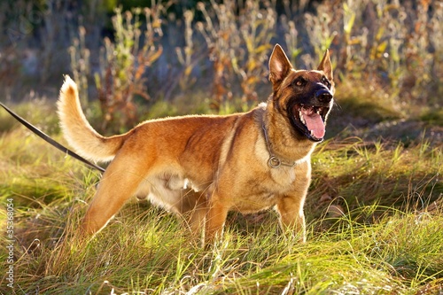 Photo: Standing Belgian Malinois Standing Belgian Malinois