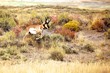 Pronghorn