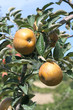 pommes chanteclerc
