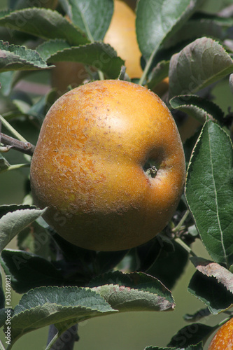 Photo: pomme chanteclerc pomme chanteclerc