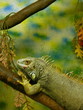 Grüner Leguan auf einem Ast in einem Terrarium