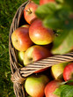 Panier d'automne