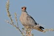 Habicht in der Etosha-Pfanne