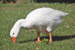 Photo: Snow goose walking Snow goose walking