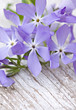 Bunch of blue flowers