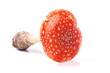 red amanita