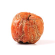rotten apple isolated on white background