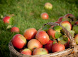 Panier de pommes