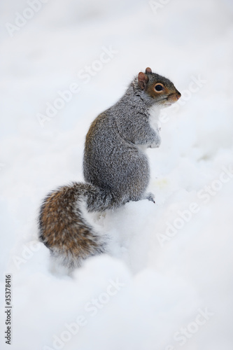 Photo: Squirrel with snow in winter Squirrel with snow in winter