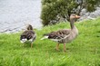 Foto: graugans graugans