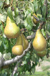 poires sur poirier poires sur poirier