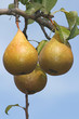 poires
