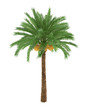 Palm tree isolated on white background