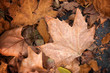 Photo: Maple leaf, autumn concept Maple leaf, autumn concept