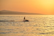 The silhouette of the man on the water scooter during sunset