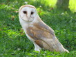 Schleiereule (Tyto alba)