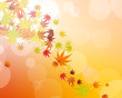 maples leaves
