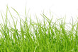 grüne Wiese