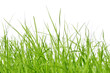 grüne Wiese