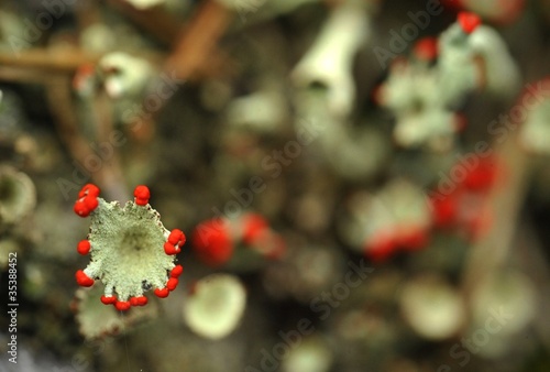 Photo: Reindeer lichen Reindeer lichen