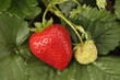 Fraise
