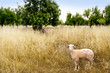 Mediterranean sheep on wheat and almond trees field