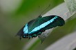 Schmetterling