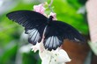 Schmetterling